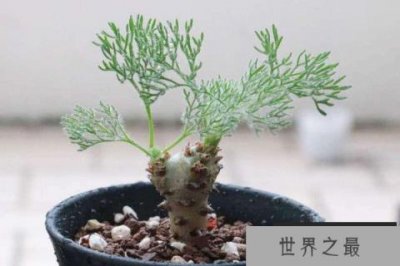 ​世界上珍贵的花排行榜，白皮月界像暗夜里的精灵