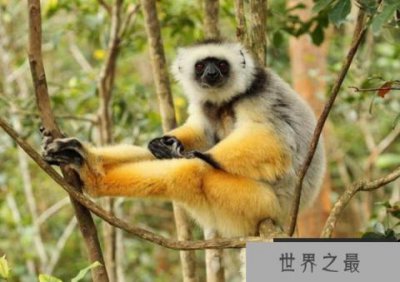 ​世界上最奇特的十种狐猴，你认识哪一种？