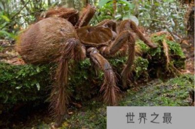 ​“巨骆驼蜘蛛”是人都怕它三分，太可怕了