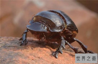 ​人类的好朋友之屎壳郎图片赏析