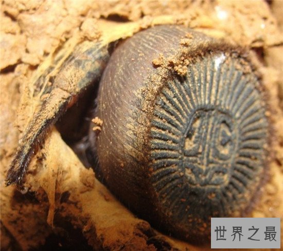 金钱活门蛛,中国记载最早的蜘蛛之一仅有6只