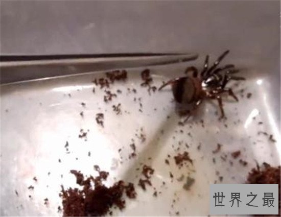 金钱活门蛛,中国记载最早的蜘蛛之一仅有6只