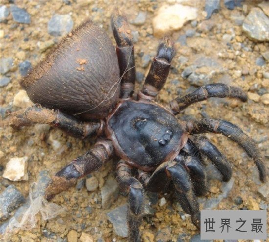 金钱活门蛛,中国记载最早的蜘蛛之一仅有6只