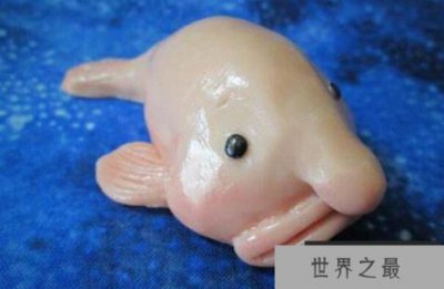 ​世界最丑十大动物 鮟鱇鱼上榜,第一丑的出奇