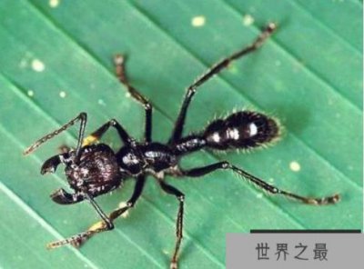 ​世界上咬人最痛的蚂蚁，子弹蚁咬人最疼