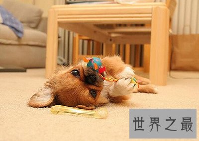 最短萌京巴狗图片，萌化你的心