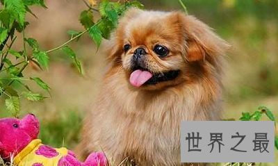 最短萌京巴狗图片，萌化你的心