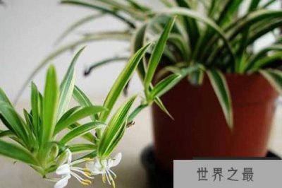 ​室内最易养的十大花卉：蝴蝶兰上榜，吊兰居魁首