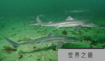 ​世界上最小的鲨鱼，世界上最小的十种鲨鱼