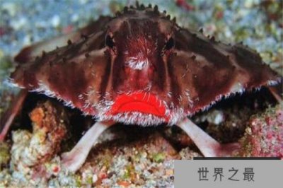 ​世界十大最丑动物 精灵鲨想变异了似的，第四丑到有点恐怖