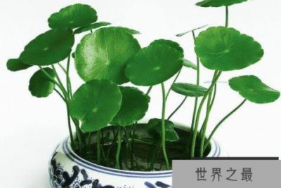 ​十种室内最好养的植物盆栽，榜首形似铜钱，空气卫士排第三(吊兰)