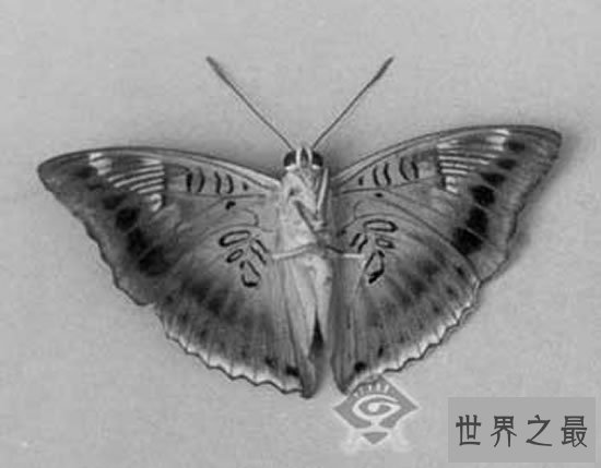 世界上最大的皇蛾蝶
