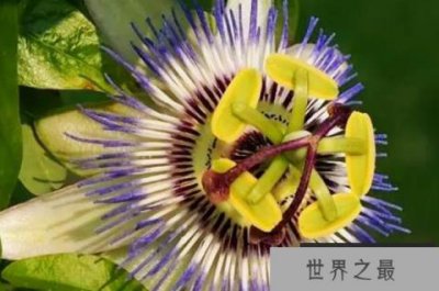 ​世界十大植物排名，第二是吃人树，第八会笑