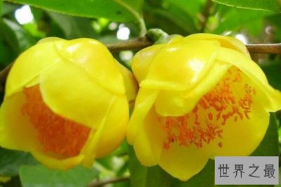 ​中国十大最稀有的花 鹅掌揪上榜，第一被誉为“植物界大熊猫”