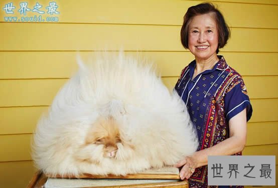 世界上兔毛最长的兔子,长36.5厘米(不信看图)