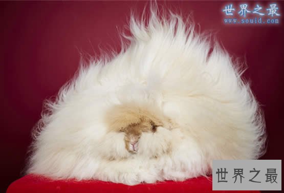 世界上兔毛最长的兔子,长36.5厘米(不信看图)