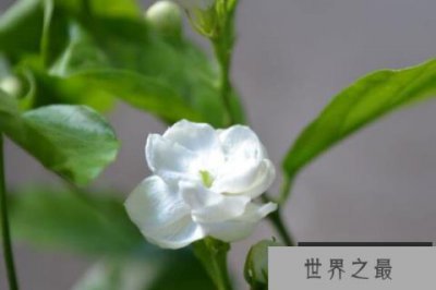 ​十大最常见可以泡茶的花 康乃馨上榜,第一美容养颜