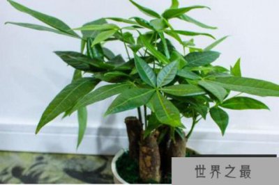 ​八种招财又旺宅的植物，发财树和富贵竹榜上有名