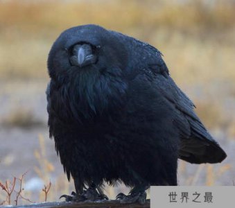 ​世界上最大的乌鸦，渡鸦最大可长达118厘米重达1600克(聪明)