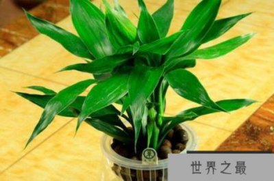 ​客厅适合摆放的十大植物 龟背竹上榜，第二是长春市的市花
