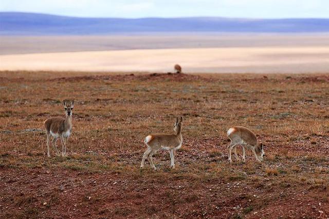 青海旅游必去12个最佳景点,青海自驾游好玩的地方推荐-