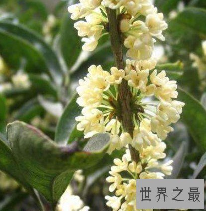 世界上花期最长的花,一年四季都盛开