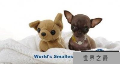 ​世界上最小的狗：仅有9.65厘米