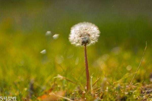 蒲公英泡水喝的功效 经常喝蒲公英的五大好处 蒲公英泡水喝的功效 经常喝蒲公英的五大好处