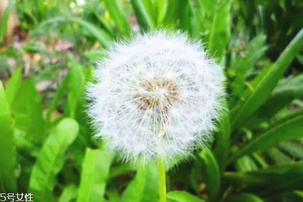 蒲公英泡水喝的功效 经常喝蒲公英的五大好处 蒲公英泡水喝的功效 经常喝蒲公英的五大好处