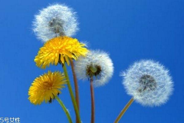 蒲公英泡水喝的功效 经常喝蒲公英的五大好处 蒲公英泡水喝的功效 经常喝蒲公英的五大好处