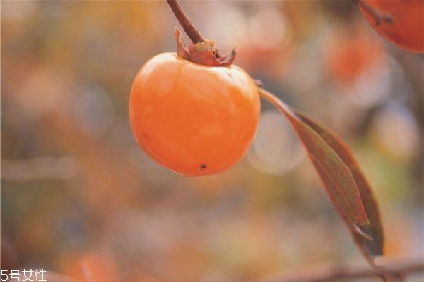 柿子有哪些品种 柿子的品种 柿子有哪些品种 柿子的品种