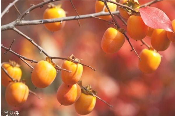 柿子有哪些品种 柿子的品种 柿子有哪些品种 柿子的品种