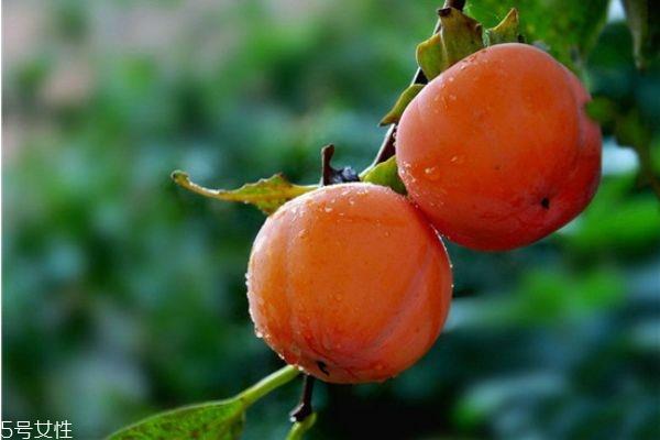 柿子有哪些品种 柿子的品种 柿子有哪些品种 柿子的品种