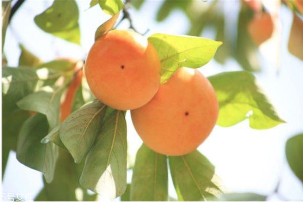 柿子有哪些品种 柿子的品种 柿子有哪些品种 柿子的品种