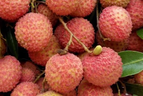 增城荔枝什么时候成熟?增城的荔枝品种有哪些? 增城荔枝什么时候成熟?增城的荔枝品种有哪些?