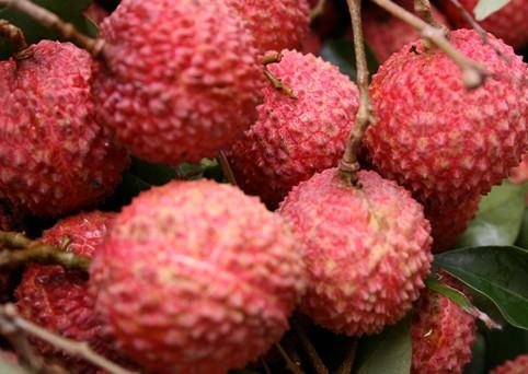 增城荔枝什么时候成熟?增城的荔枝品种有哪些? 增城荔枝什么时候成熟?增城的荔枝品种有哪些?