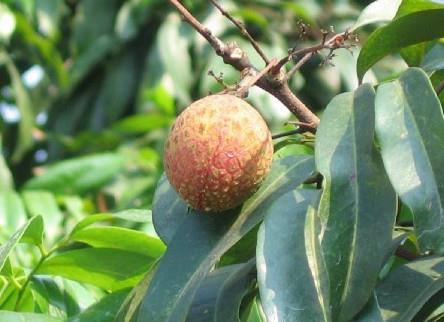 增城荔枝什么时候成熟?增城的荔枝品种有哪些? 增城荔枝什么时候成熟?增城的荔枝品种有哪些?