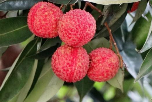 增城荔枝什么时候成熟?增城的荔枝品种有哪些? 增城荔枝什么时候成熟?增城的荔枝品种有哪些?