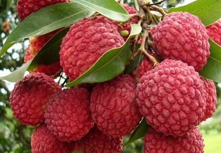 增城荔枝什么时候成熟?增城的荔枝品种有哪些? 增城荔枝什么时候成熟?增城的荔枝品种有哪些?