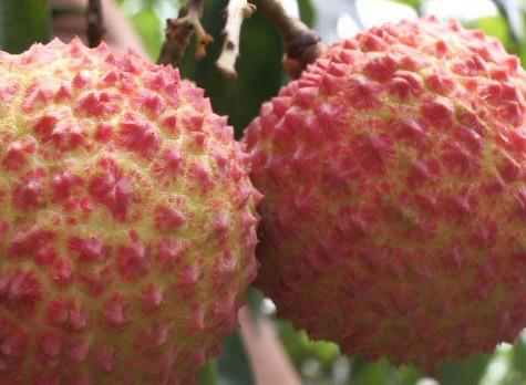 增城荔枝什么时候成熟?增城的荔枝品种有哪些? 增城荔枝什么时候成熟?增城的荔枝品种有哪些?