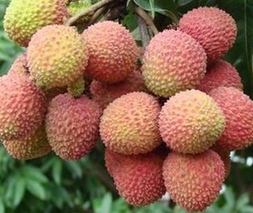 增城荔枝什么时候成熟?增城的荔枝品种有哪些? 增城荔枝什么时候成熟?增城的荔枝品种有哪些?