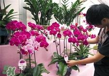 过年买什么花放家里好?过年家里放什么花好? 过年买什么花放家里好?过年家里放什么花好?