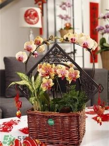 过年买什么花放家里好?过年家里放什么花好? 过年买什么花放家里好?过年家里放什么花好?