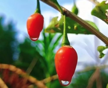 ​金无足赤人无完人的意思（如何理解这句话的含义）