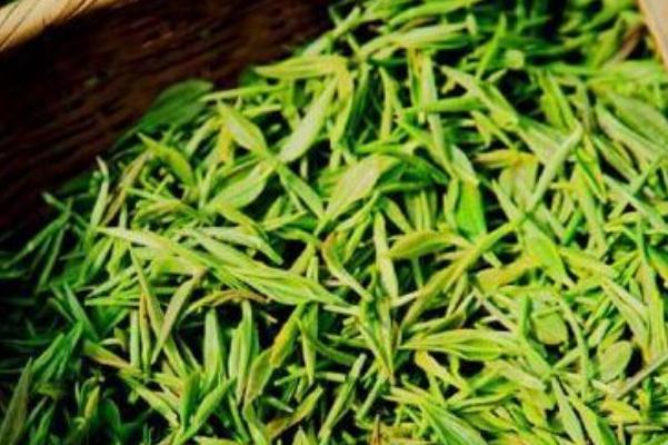 毛尖要放冰箱冷藏吗 毛尖要怎么保存 毛尖要放冰箱冷藏吗 毛尖要怎么保存