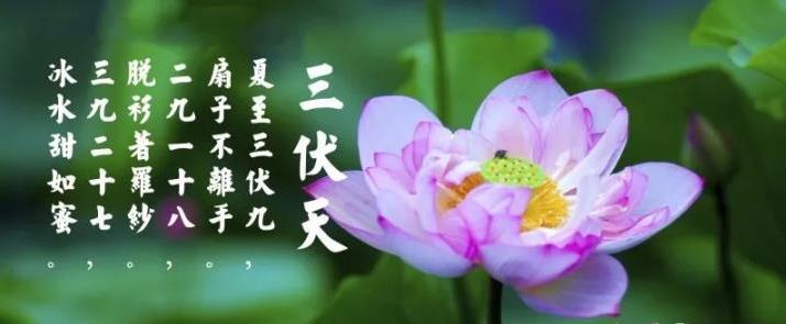 三伏天是什么?三伏天应注意什么? 三伏天是什么?三伏天应注意什么?