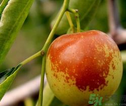 晚上吃冬枣会胖吗?晚上吃冬枣好吗? 晚上吃冬枣会胖吗?晚上吃冬枣好吗?