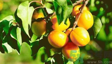 杏子有哪些品种?杏子品种鉴别 杏子有哪些品种?杏子品种鉴别