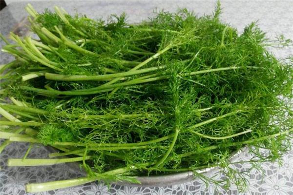 茴香为什么要用淡盐水泡 洗茴香不用盐水行吗 茴香为什么要用淡盐水泡 洗茴香不用盐水行吗