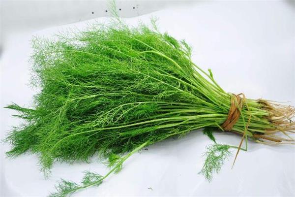 茴香为什么要用淡盐水泡 洗茴香不用盐水行吗 茴香为什么要用淡盐水泡 洗茴香不用盐水行吗